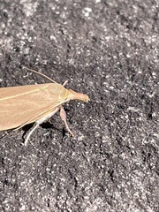 Wingia rectiorella