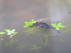 Ichthyosaura alpestris alpestris