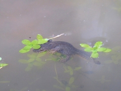 Ichthyosaura alpestris alpestris