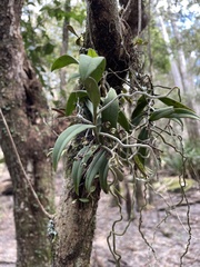 Plectorrhiza tridentata