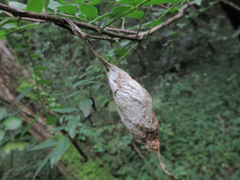 Bombycoidea
