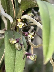 Plectorrhiza tridentata