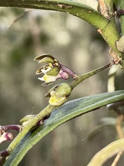 Plectorrhiza tridentata