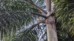 Ducula spilorrhoa