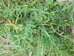 Potentilla chinensis