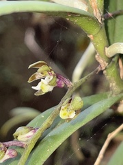 Plectorrhiza tridentata