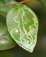 Phyllocnistis citrella