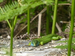Lacerta bilineata