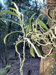 Plectorrhiza tridentata