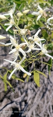 Clematis linearifolia