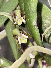 Plectorrhiza tridentata