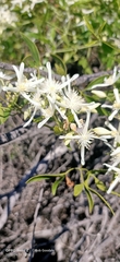 Clematis linearifolia