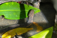 Cerberus schneiderii