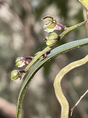 Plectorrhiza tridentata