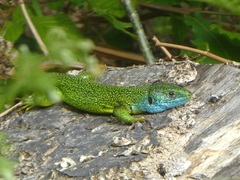 Lacerta bilineata