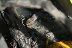 Cerberus schneiderii