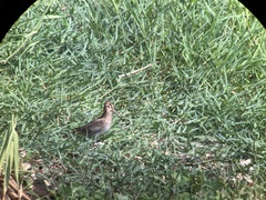 Gallinago