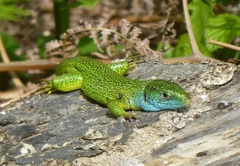 Lacerta bilineata