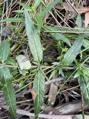 Prostanthera lasianthos