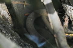 Cerberus schneiderii