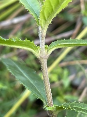 Prostanthera lasianthos