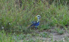 Platycercus adscitus