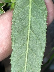 Prostanthera lasianthos