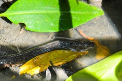 Cerberus schneiderii