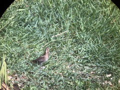 Gallinago