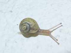 Cepaea nemoralis