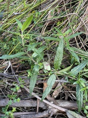 Prostanthera lasianthos