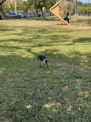 Threskiornis spinicollis