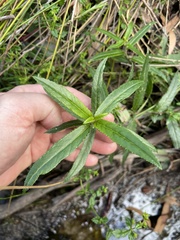 Prostanthera lasianthos