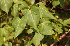 Thespesia populnea