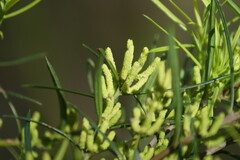 Podocarpus spinulosus