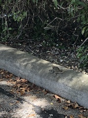 Agama picticauda