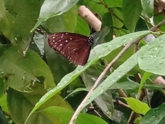 Euploea mulciber