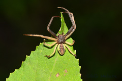 Thomisidae