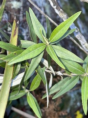Ozothamnus argophyllus