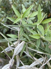 Ozothamnus argophyllus