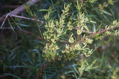 Podocarpus spinulosus