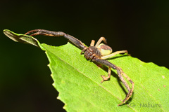 Thomisidae