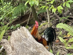 Gallus gallus domesticus