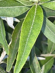 Ozothamnus argophyllus