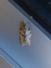 Isotenes miserana