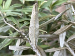 Ozothamnus argophyllus