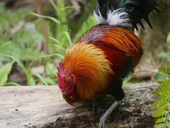 Gallus gallus domesticus