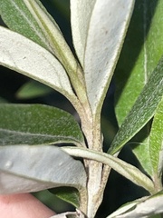 Ozothamnus argophyllus