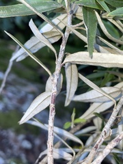 Ozothamnus argophyllus