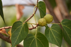 Thespesia populnea